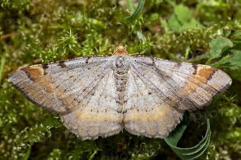 Tawny-barred angle (Macaria liturata)