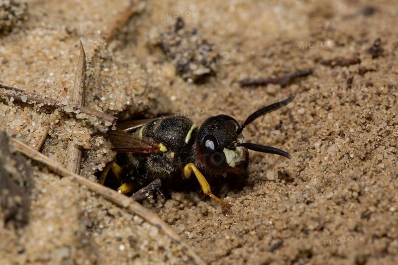 European beewolf (Philanthus triangulum)