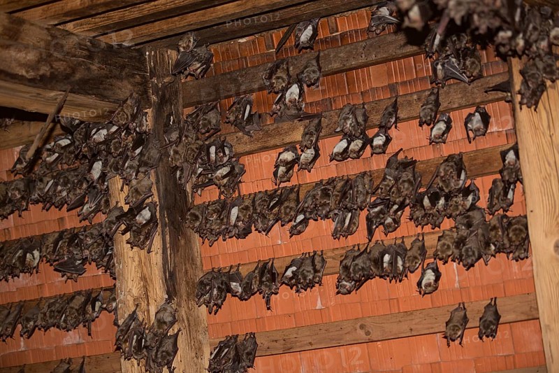 Greater mouse-eared bats (Myotis myotis)