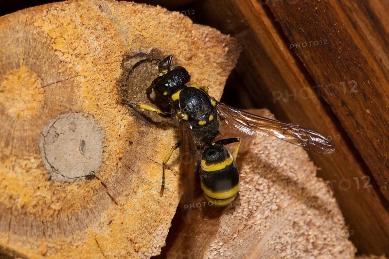 Mason wasp