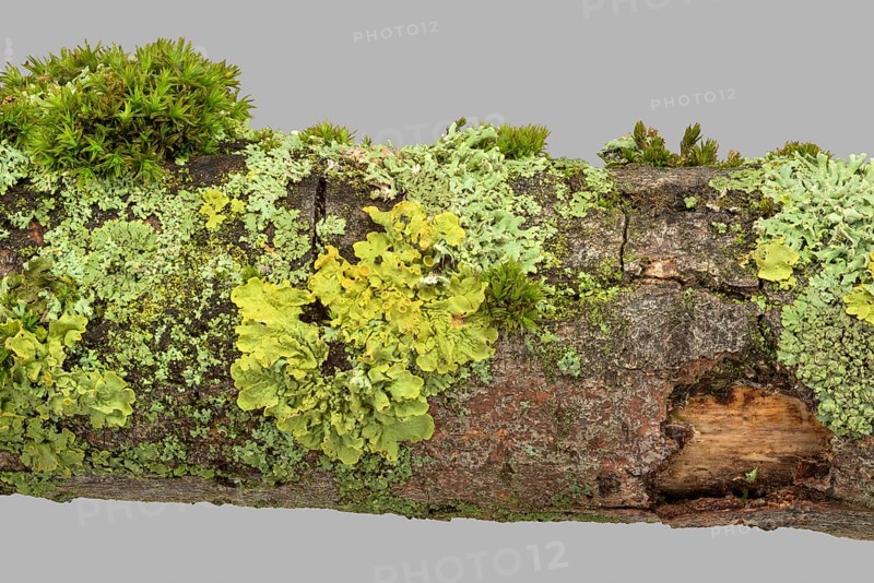 Wall yellow lichen (Xanthoria parietina) (Physia adscendens)
