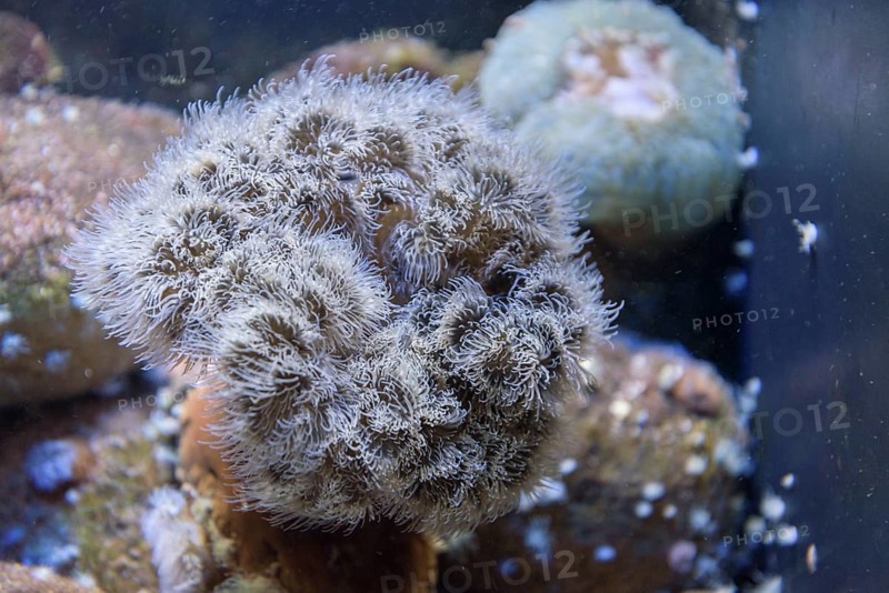 Clonal Plumose Anemone (Metridium senile) Baltic Sea Info Center