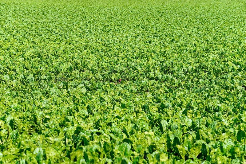 Ring-necked pheasant (Phasianus colchicus) in sugar beet field (Beta vulgaris)