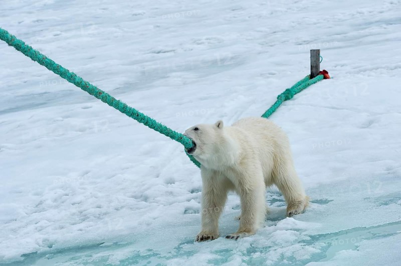 Polar bear (Ursus maritimus) pulling and biting the rope of the expedition ship