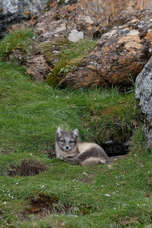 Young Arctic fox (Vulpes lagopus)