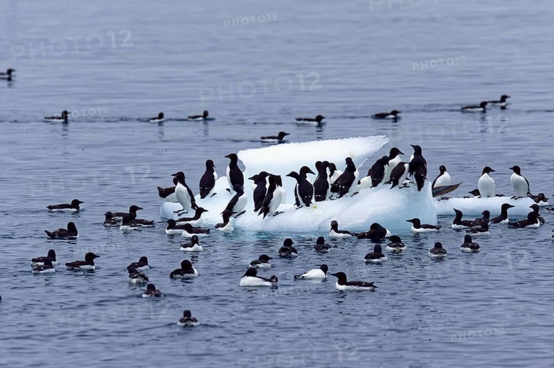 Thick-billed murre (Uria lomvia) or Brunnich's Guillemot on an iceberg