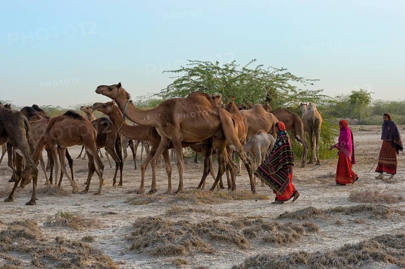 Dromedaries