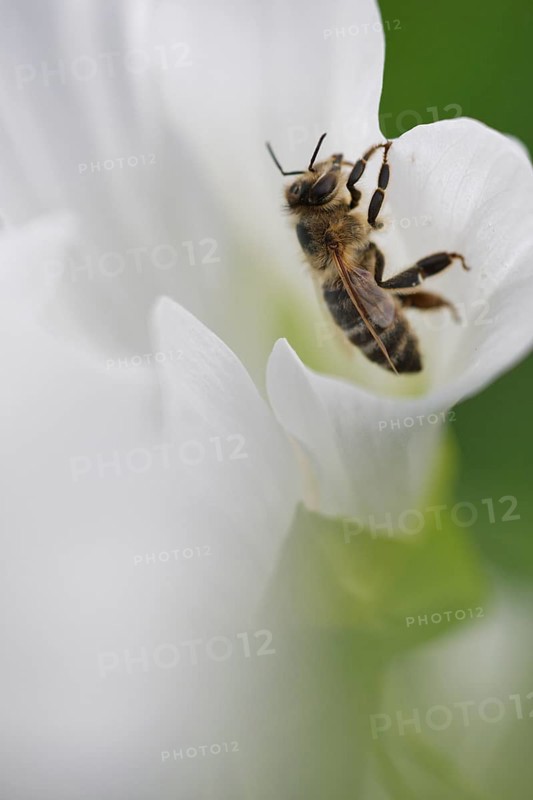 Honey bee (Apis mellifera)