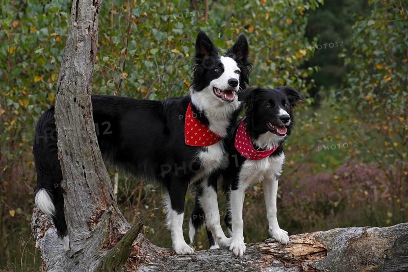Border Collies