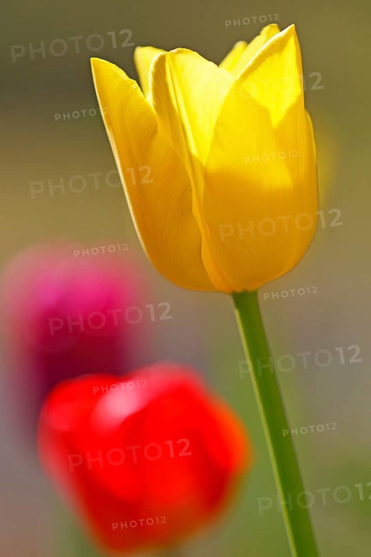 Triumph Tulips (Tulipa)