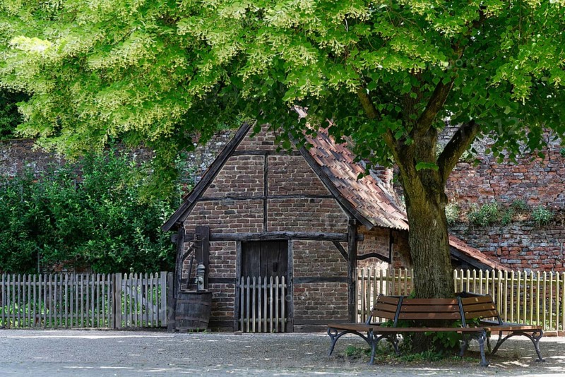 Linden tree (Tilia) with bench and shed