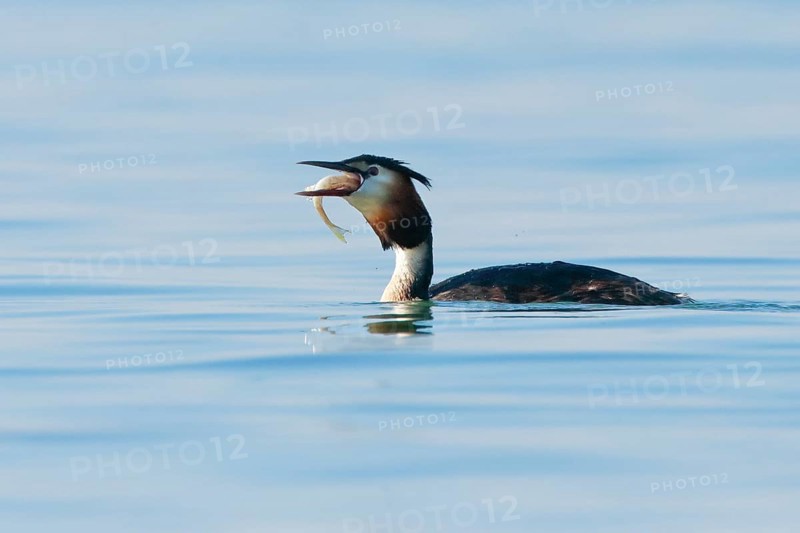 Great Crested Grebe in splendid dress with fish in beak