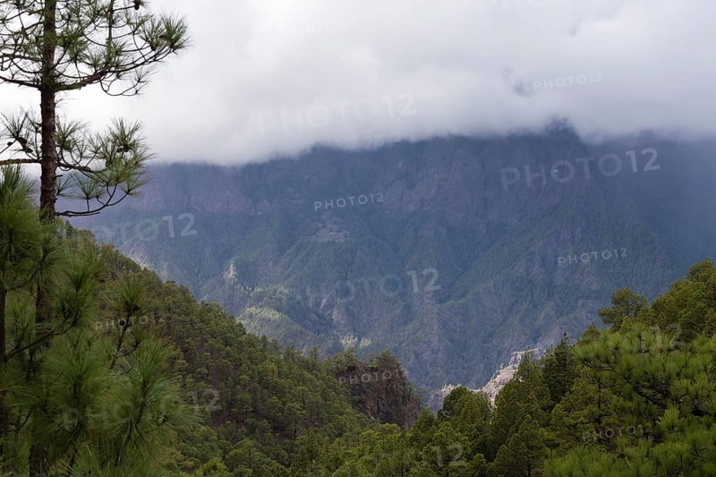 Canary Island pine (Pinus canariensis) Parque Nacional de la Caldera de Taburiente