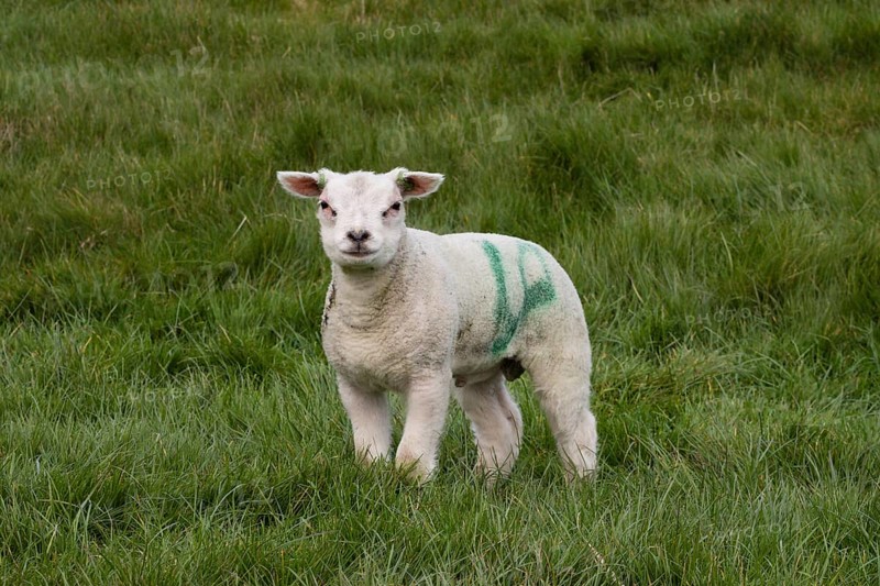 TexelDomestic sheep (Ovis orientalis aries)