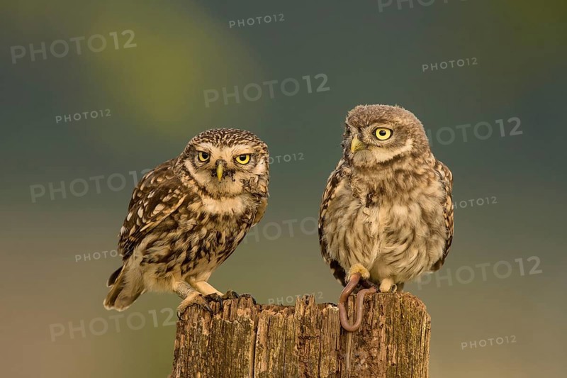 Little owl (Athene noctua)