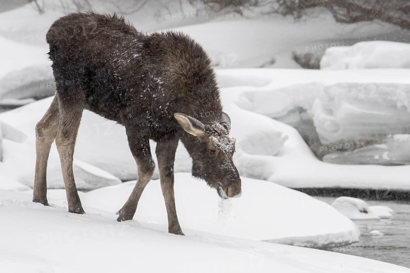 Ten-month-old bull moose walking on snow near a river
