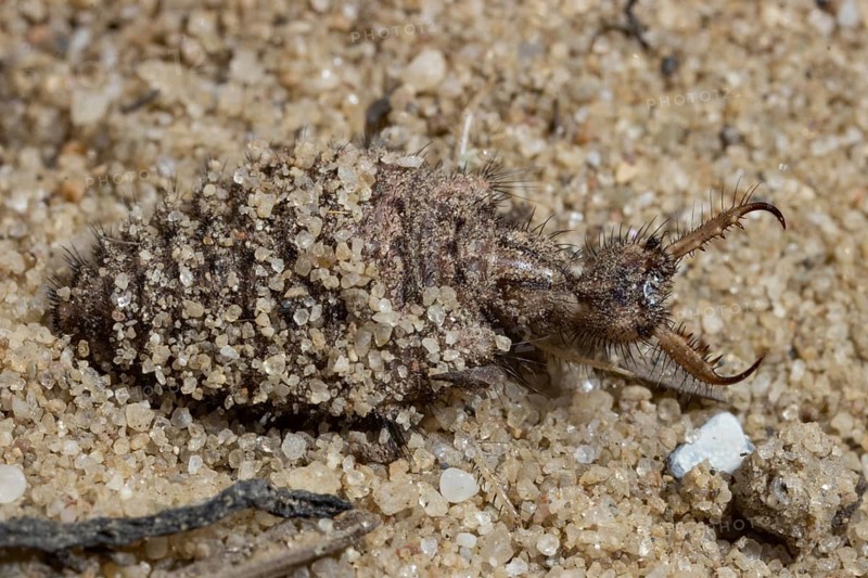 Antlion (Myrmeleon bore)