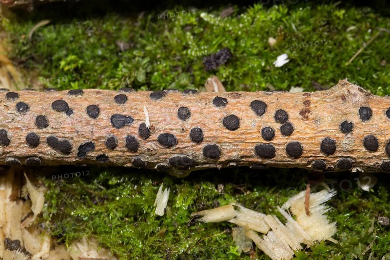 Blistered corner disc (Diatrype bullata)