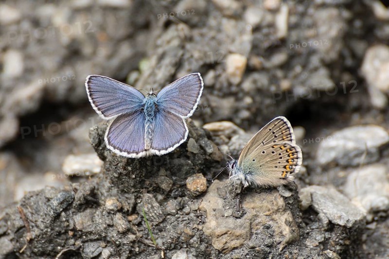 Idas blue (Plebejus idas) Val Troncea nature park Park
