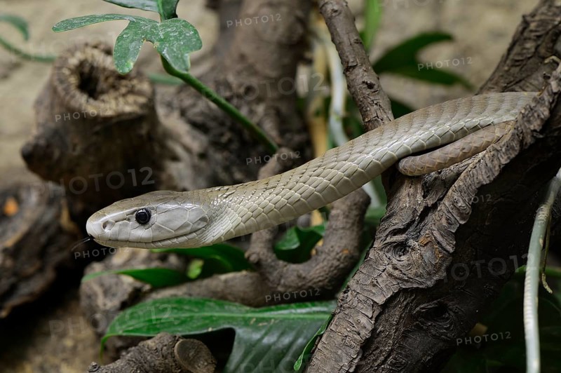 Black mamba (Dendroaspis polylepis)