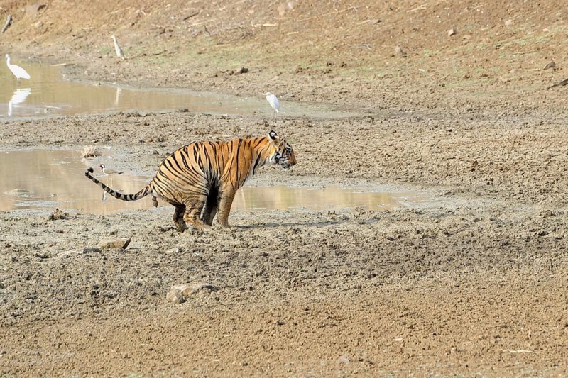 Female Bengal tiger (Panthera tigris tigris) defecating