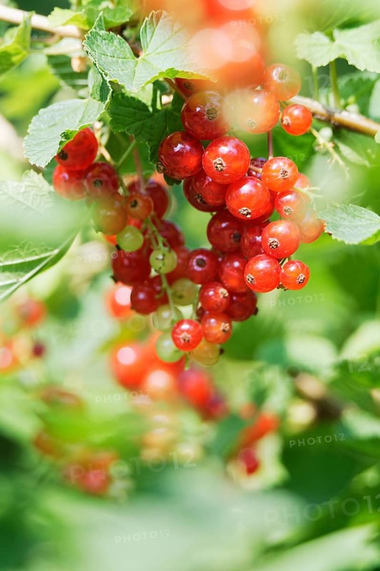 Fruits of the currant (Ribes rubrum)