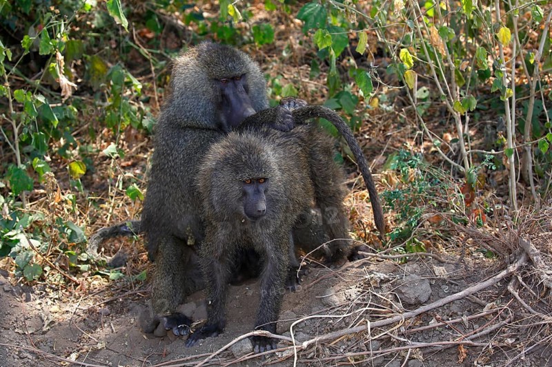 Baboons