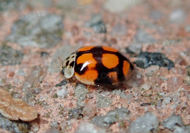 Ten-spotted ladybird (Adalia decempunctata)