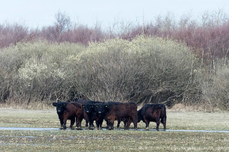 Galloway cattle