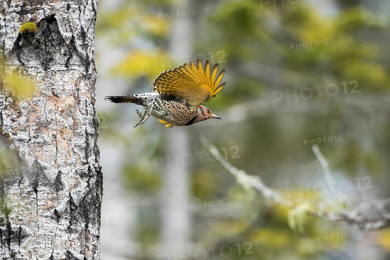 Northern flicker when leaving the nest (Colaptes auratus)