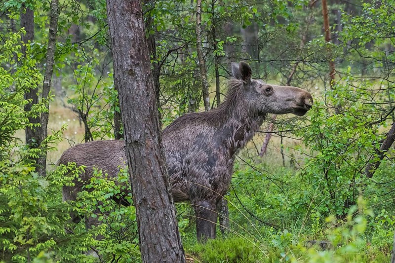 Elk (Alces alces)