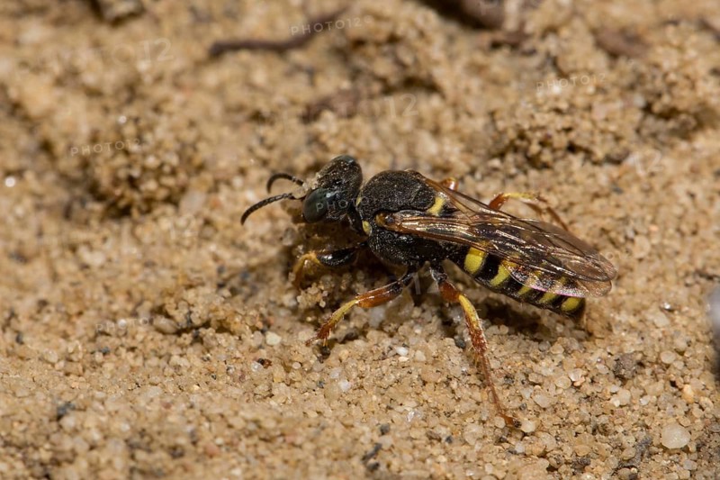 Oxybelus argentatus (Oxybelus argentatus)