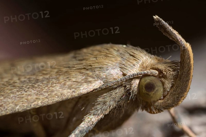 Fan-foot (Zanclognatha tarsipennalis)