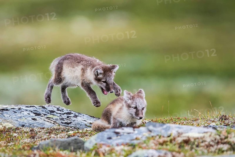 Arctic fox (Vulpes lagopus)