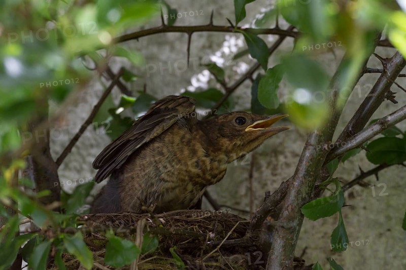 Blackbird (Turdus merula) Jungvogel