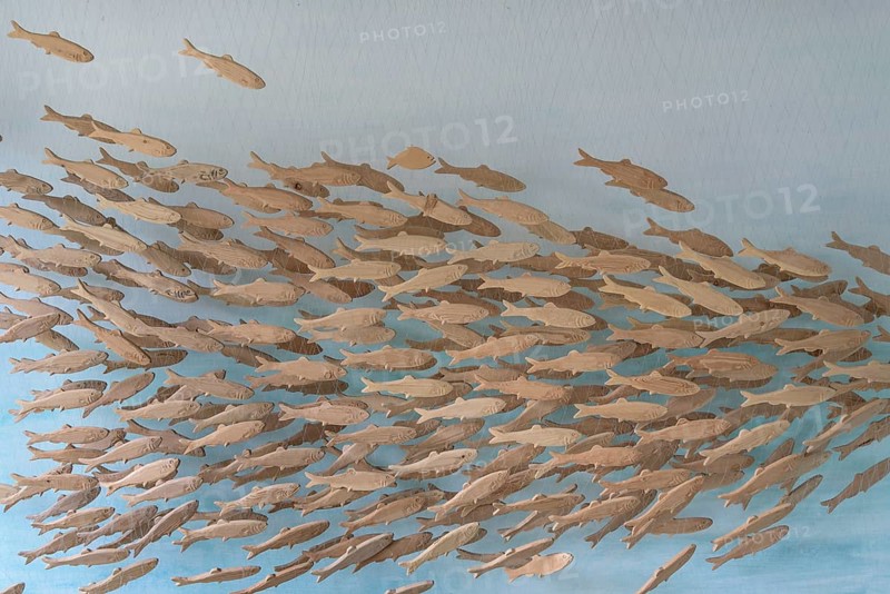 Clupeidaesschwarm (Clupeidae)