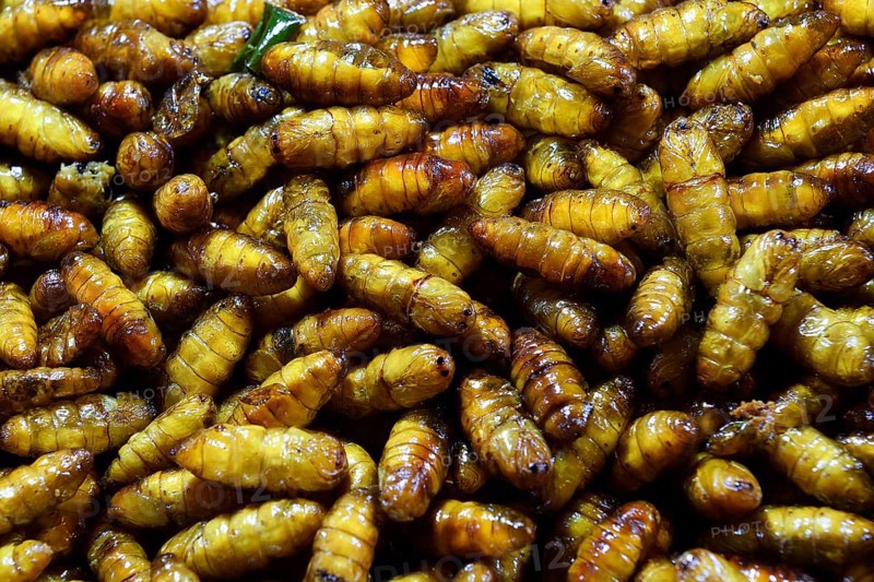 Fried pupated caterpillars
