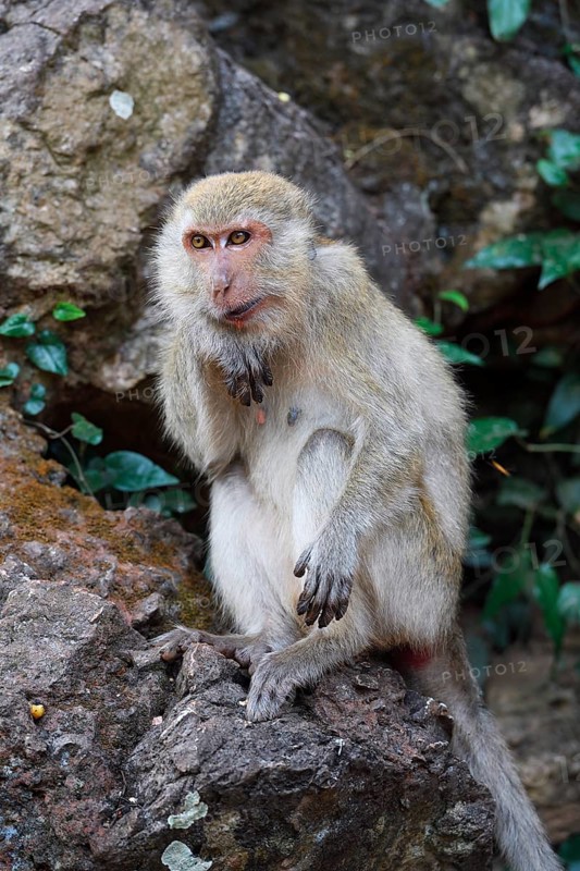 Crab-eating macaque (Macaca fascicularis)