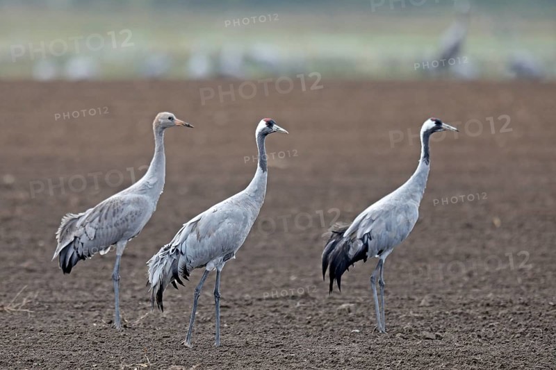 Cranes (Grus grus)