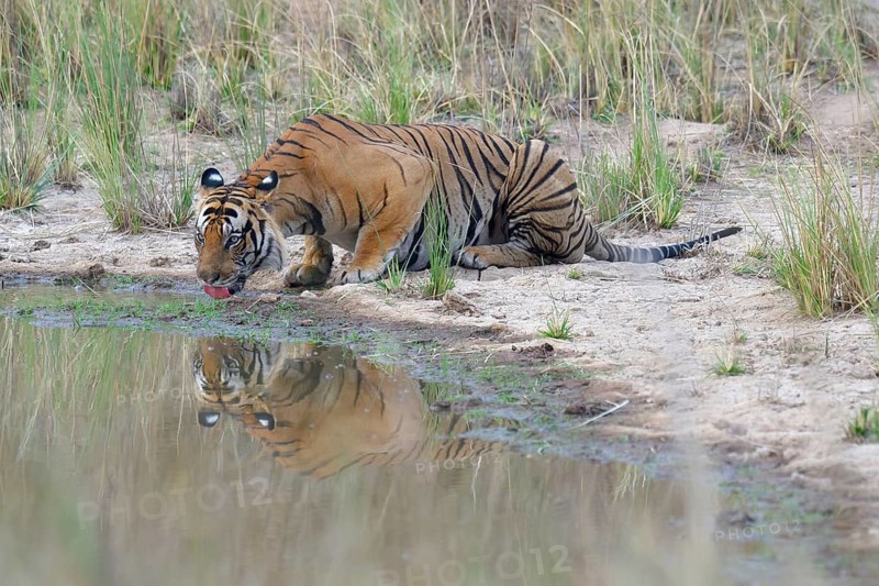 Male Bengal tiger (Panthera tigris tigris) drinking water in a pond