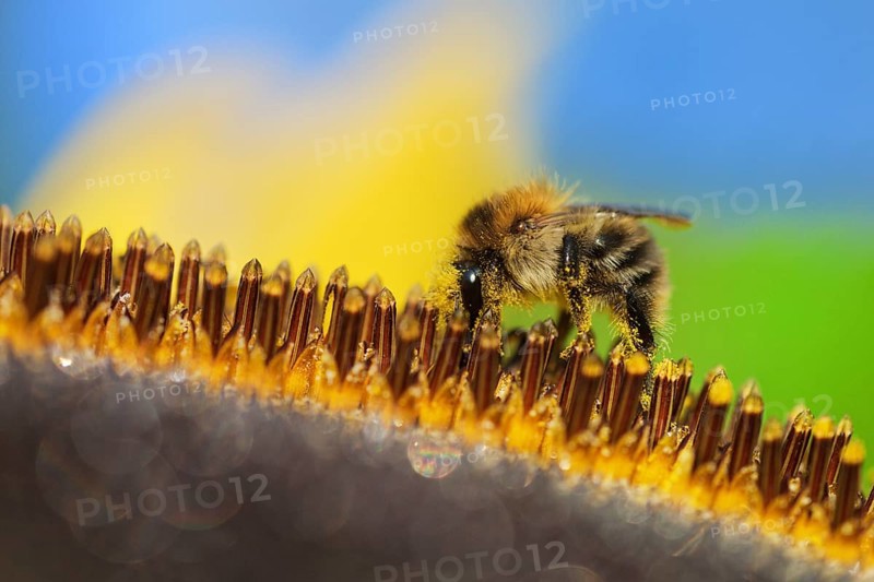 Common Carder-bee (Bombus pascuorum) on sunflower (Helianthus annuus)