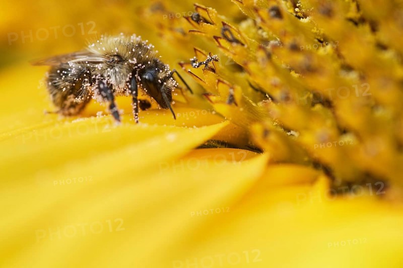 Shrill carder bee (Bombus sylvarum) on sunflower (Helianthus annuus)