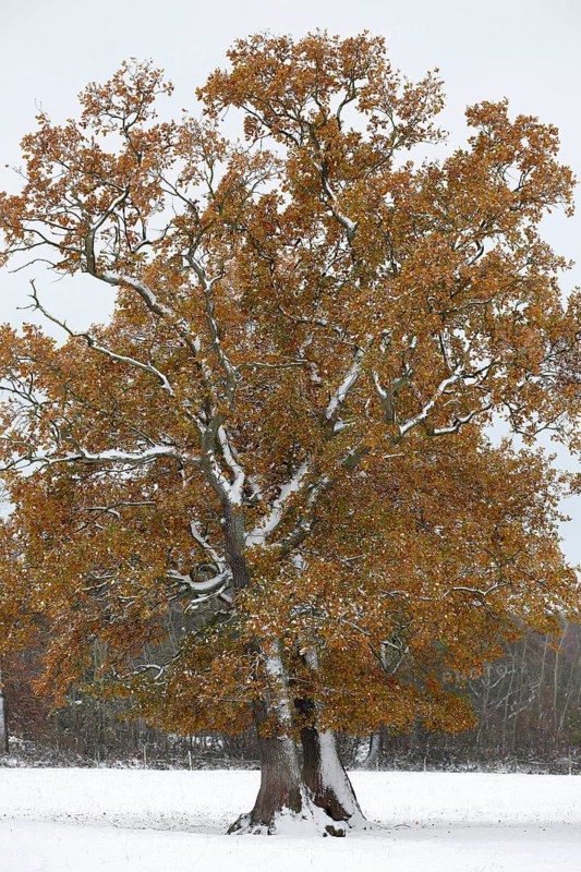 Freestanding English oak (Quercus robur) covered with hoar frost and snow
