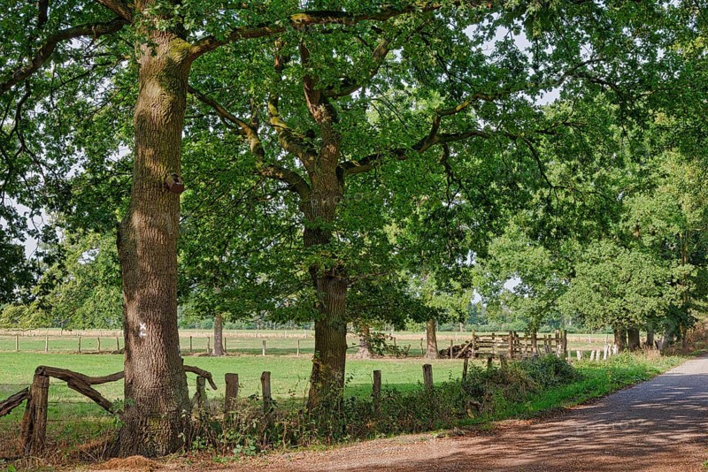 Common oaks (Quercus robur) at the wayside