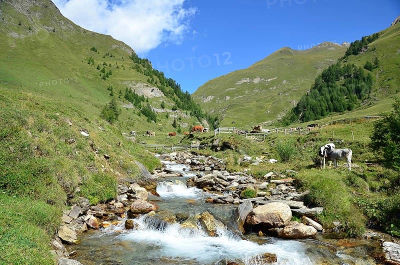 Alpine pasture area