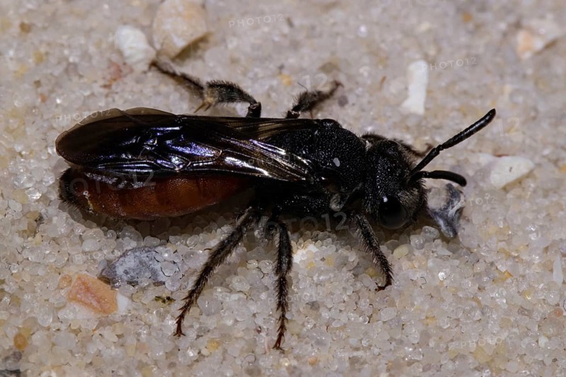 Halictid (Sphecodes albilabris) Bee