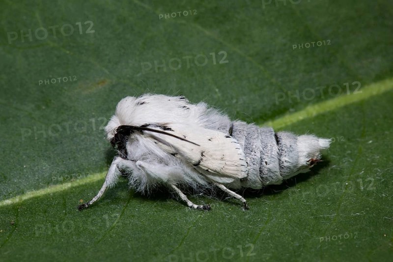 Miller (Acronicta leporina) moth