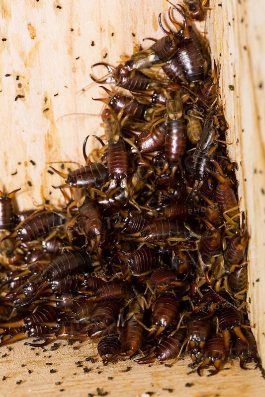 Common (Forficula auricularia) earwig