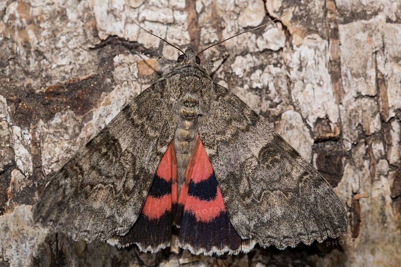 Red underwing (Catocala nupta)