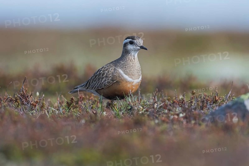 Eurasian Dotterel (Charadrius morinellus)
